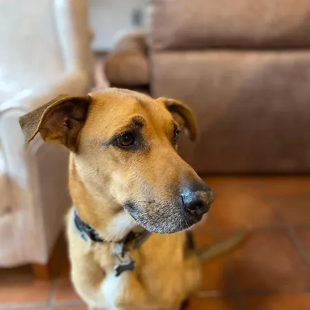 Casa Valdesanmartin - Country House, 10500sqm, Pool, Paddel & Bbq Casa de Férias *