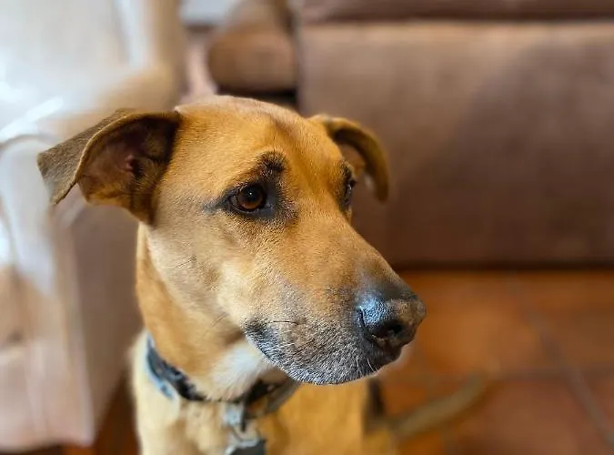 Casa Valdesanmartin - Country House, 10500sqm, Pool, Paddel & Bbq 펜션 *